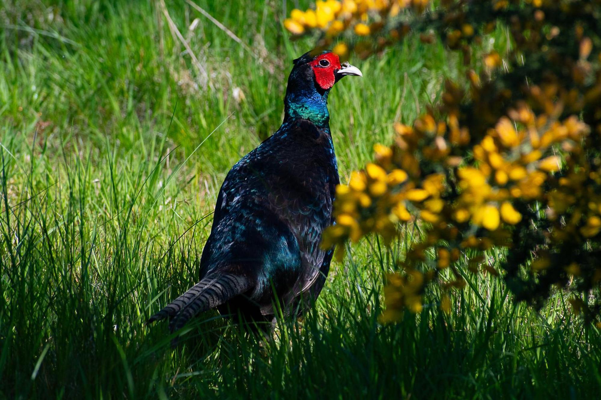 Peppercorn Pod At Beck House Glamping Hotel Salmonby Exterior photo